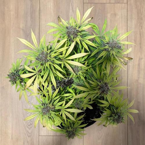Durban Poison Indoors. Week 19