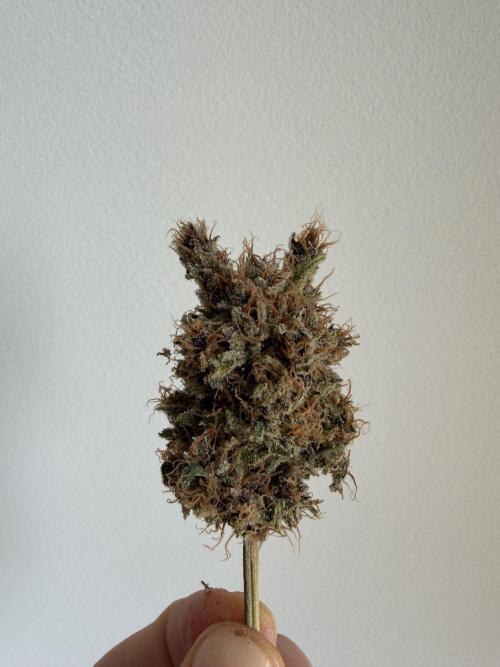 Durban Poison Indoors. Week 20