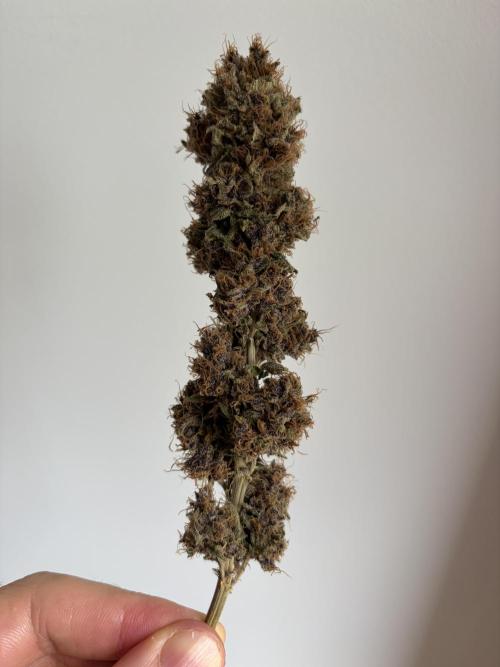 Durban Poison Indoors. Week 20