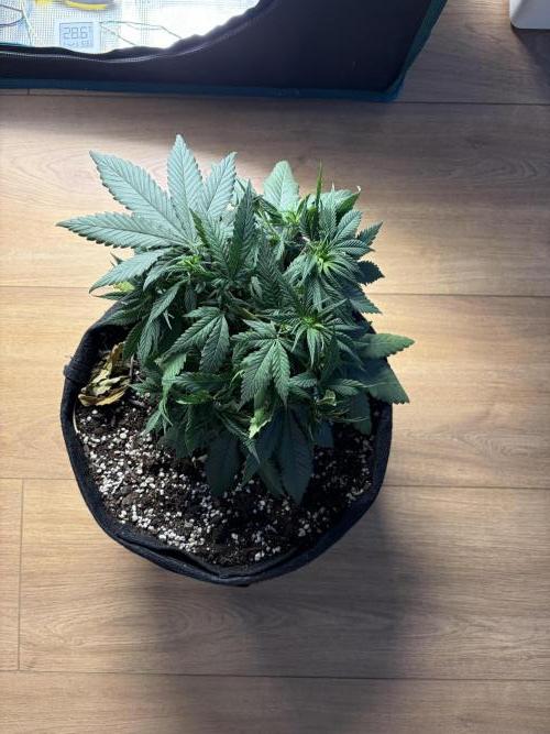 Durban Poison Indoors. Week 6 - 20.05.26