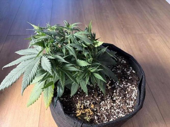 Durban Poison Indoors. Week 6 - 20.05.26
