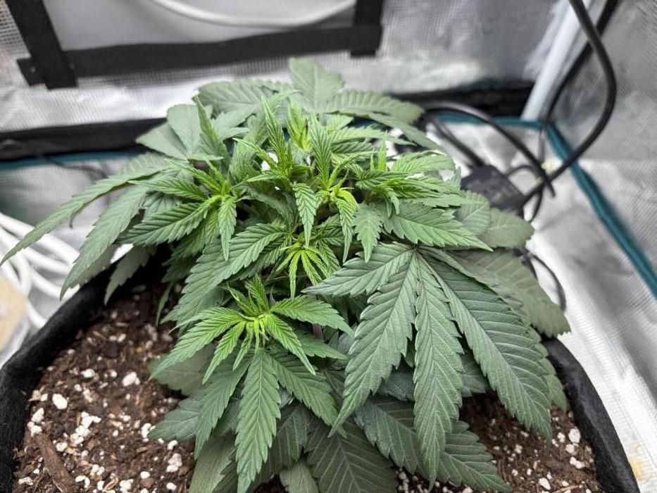 Durban Poison Indoors. Week 5 - 09.05.26