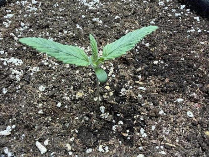 Durban Poison Indoors. Week 2 - 18.04.26