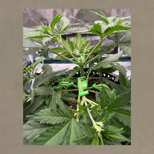 Gorilla Cookies Auto. Week 4