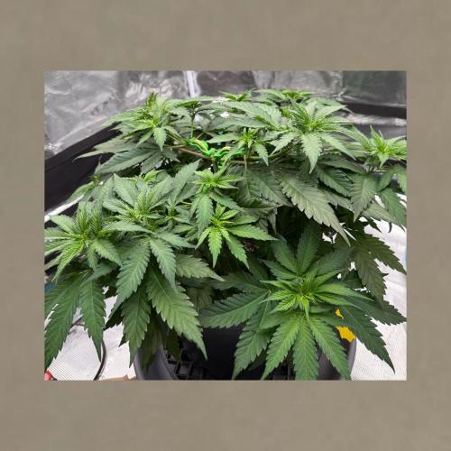 Gorilla Cookies Auto. Week 5