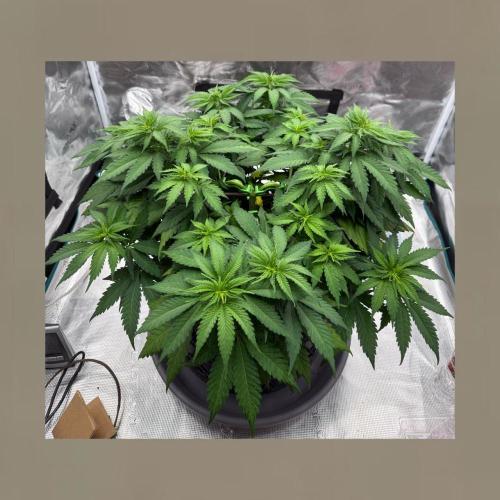 GCA #2. Week 6