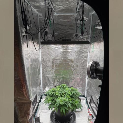 Gorilla Cookies Auto. Week 6