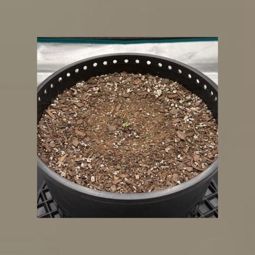 Medusa F1 Auto (RQS). Week 0