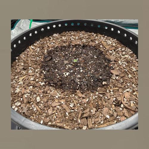 Medusa F1 Auto (RQS). Week 0