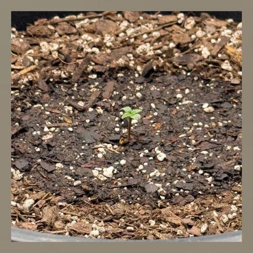 Medusa F1 Auto (RQS). Week 0
