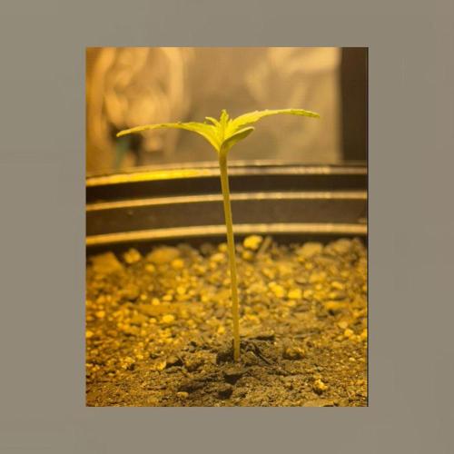 Unknown Autoflower #1. Week 1
