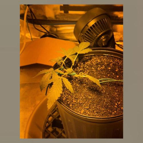 Unknown Autoflower #1. Week 1