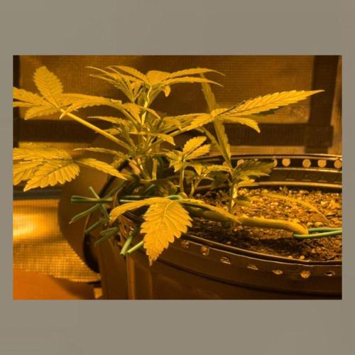 Unknown Autoflower #1. Week 1