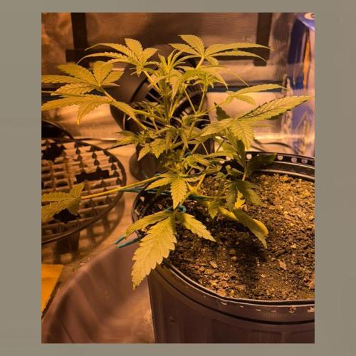 Unknown Autoflower #1. Week 1