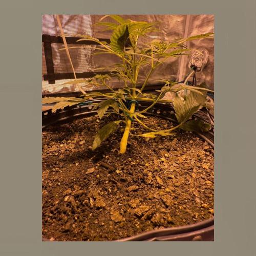 Unknown Autoflower #1. Week 1