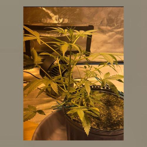 Unknown Autoflower #1. Week 1
