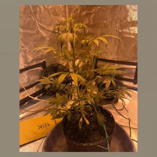 Unknown Autoflower #1. Week 1