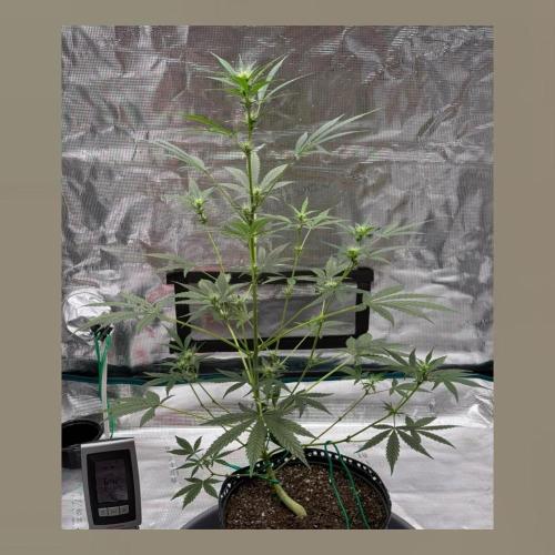 Unknown Autoflower #1. Week 3