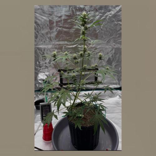 Unknown Autoflower #1. Week 3