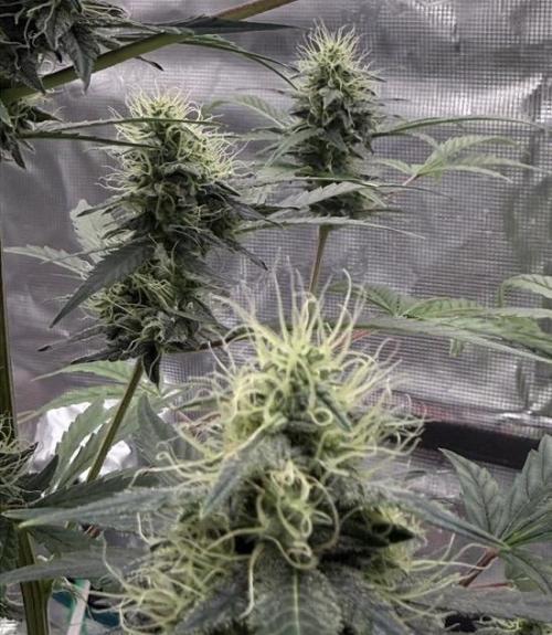 Unknown Autoflower #1. Week 3