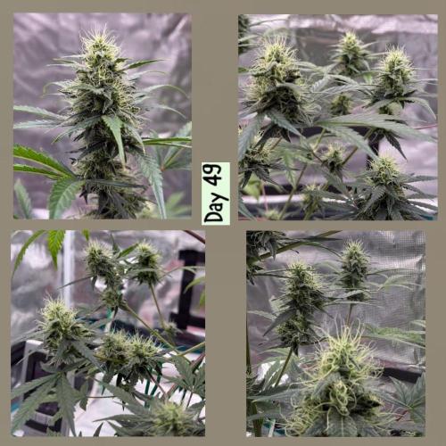 Unknown Autoflower #1. Week 3
