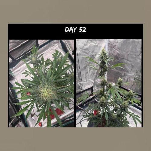 Unknown Autoflower #1. Week 3