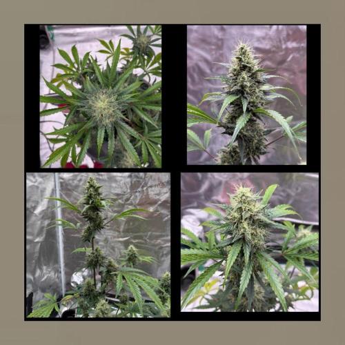 Unknown Autoflower #1. Week 3