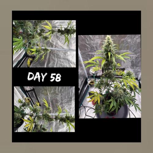 Unknown Autoflower #1. Week 3