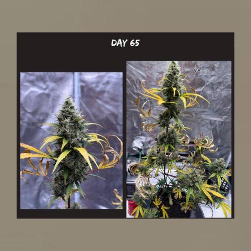 Unknown Autoflower #1. Week 3