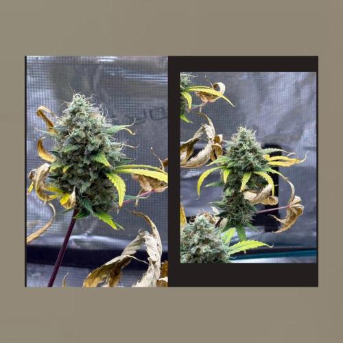 Unknown Autoflower #1. Week 3