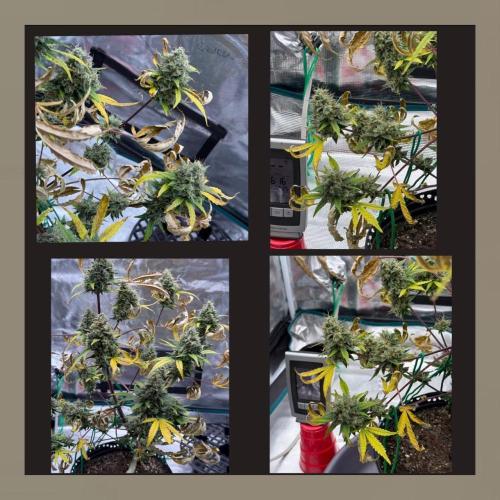 Unknown Autoflower #1. Week 3