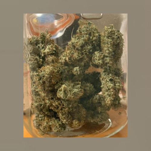Unknown Autoflower #1. Week 10