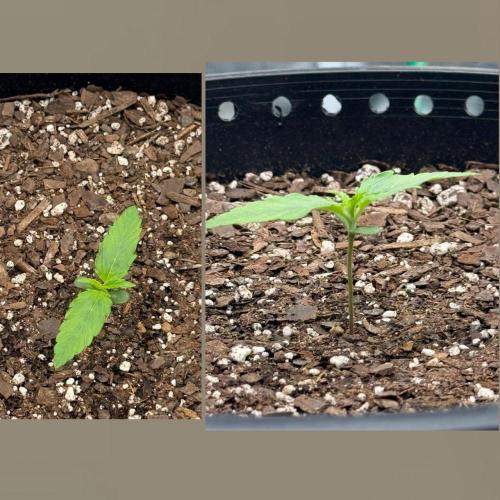 Medusa F1. Week 1