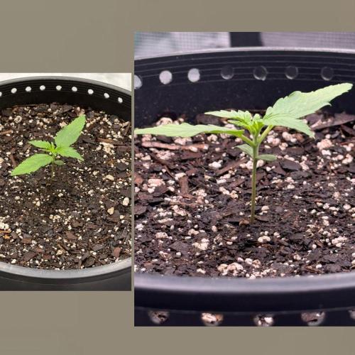 Medusa F1. Week 2