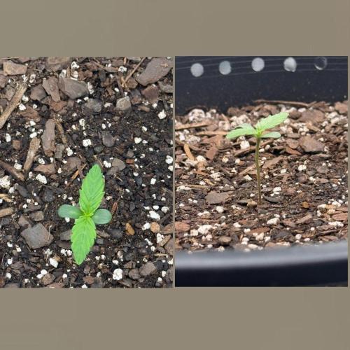 Medusa F1 Auto (RQS). Week 1