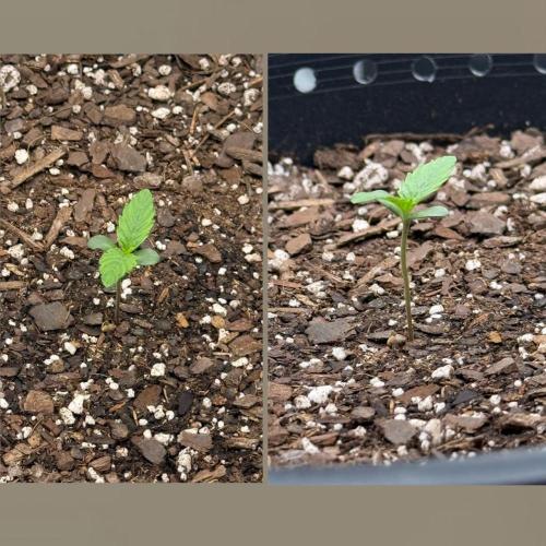Medusa F1 Auto (RQS). Week 1