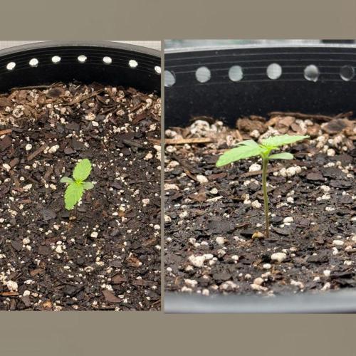 Medusa F1 Auto (RQS). Week 1