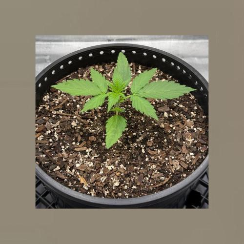 Medusa F1 Auto (RQS). Week 2