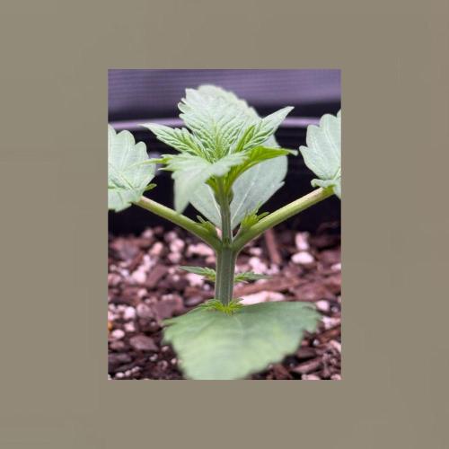 Medusa F1 Auto (RQS). Week 2