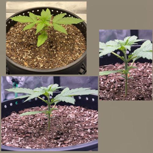 Medusa F1 Auto (RQS). Week 2