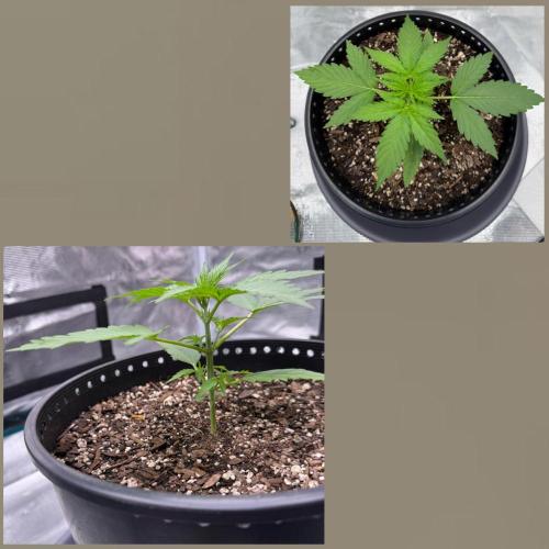 Medusa F1 Auto (RQS). Week 2