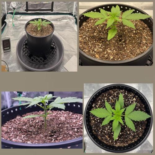 Medusa F1 Auto (RQS). Week 2