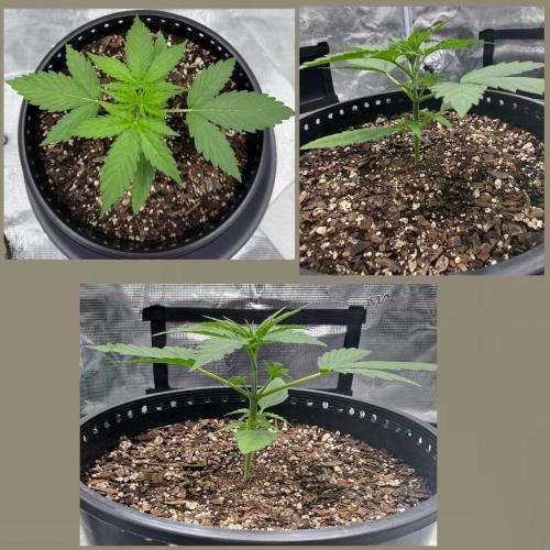Medusa F1 Auto (RQS). Week 2