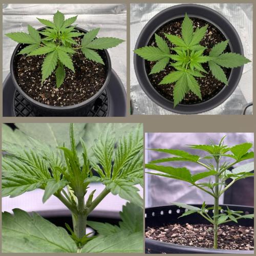 Medusa F1 Auto (RQS). Week 3