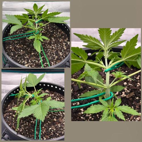 Medusa F1 Auto (RQS). Week 3