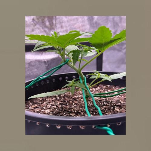 Medusa F1 Auto (RQS). Week 3