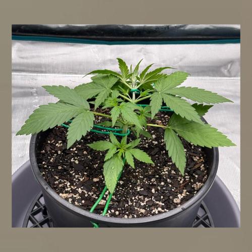 Medusa F1 Auto (RQS). Week 3