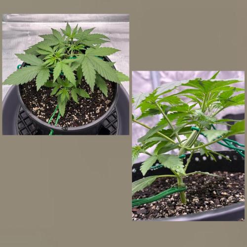 Medusa F1 Auto (RQS). Week 3