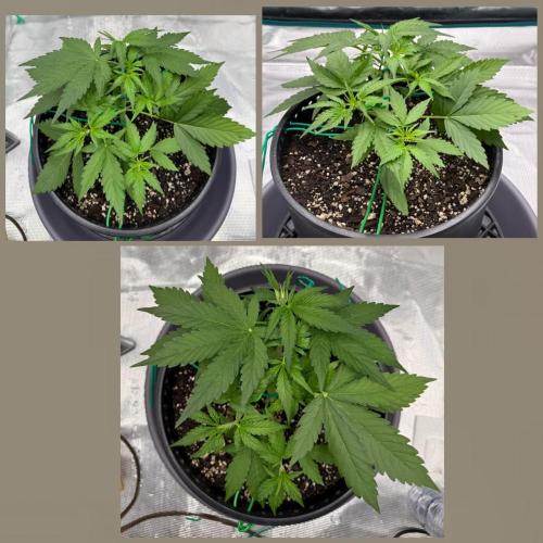 Medusa F1 Auto (RQS). Week 3