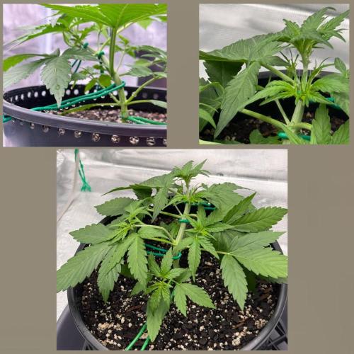 Medusa F1 Auto (RQS). Week 3